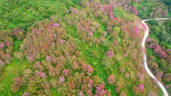 Prunus cerasoides bloom in tropical forests in northern Thailand alt