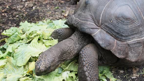 Feeding Huge Aldabra Giant Tortoise Green Leaves in Reserve Zanzibar Africa alt