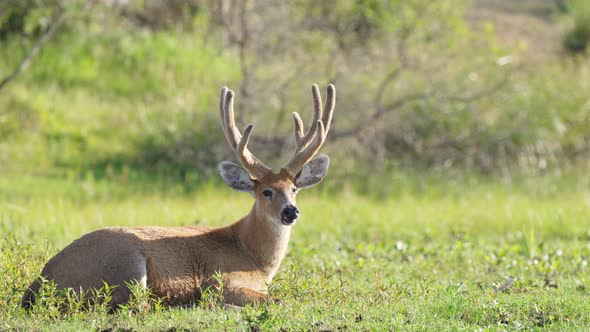 male Marsh deer, Blastocerus dichotomus, basking in sunlight lying on grass. South American wildlife alt