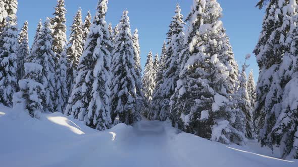 Movement on Winter Forest Road Among Snowcovered Firs