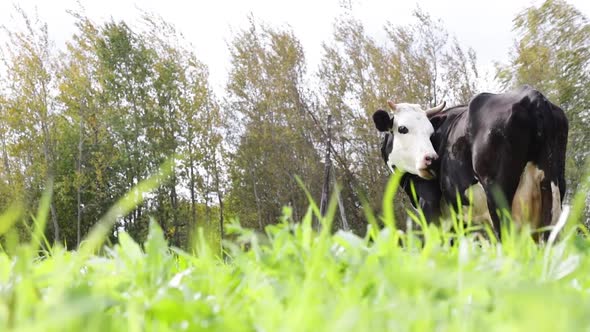 A Spotted Black and White Cow Grazes in A Pasture