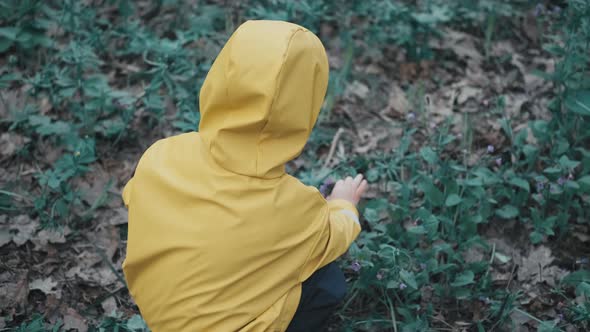 Child in Yellow Raincoat with Hood Collects Blue Flowers in Spring in Forest