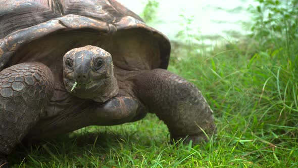 Close Up of an Aldabra Giant Tortoise in Mahe Seychelles, Stock Footage