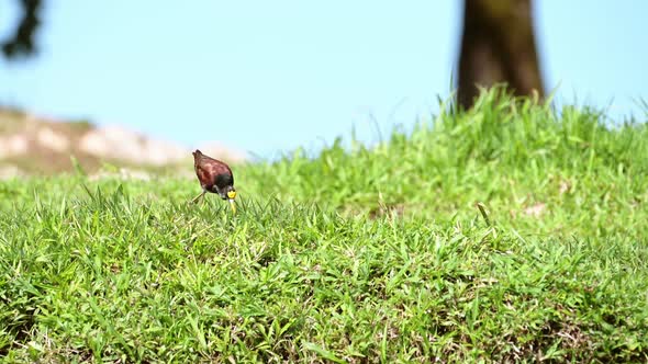 Northern Jacana (jacana spinosa) Walking in the Grass, Costa Rica Birds on a River Bank at Boca Tapa alt