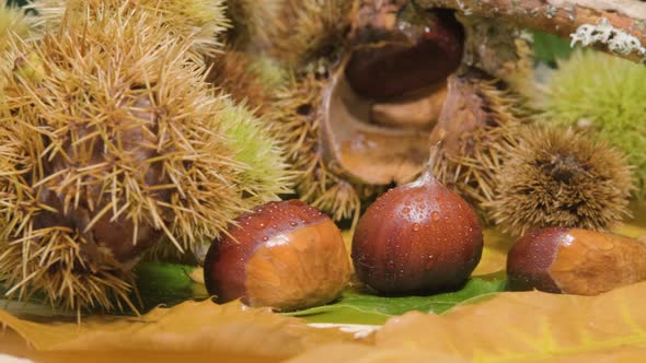 Rotation shot Fresh Chestnuts  with Hedgehog shells - Autumn concept alt