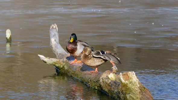 Ducks Swim on Lake Close Up 