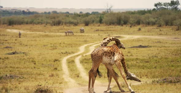Giraffes fighting in the savannah alt