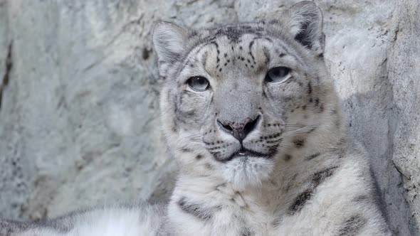 Snow leopard - Irbis (Panthera uncia).