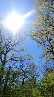 Vertical Video of the Forest in the Spring alt