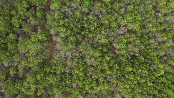 AERIAL: Neon Green Pine Trees on a Dry Land In Nida
