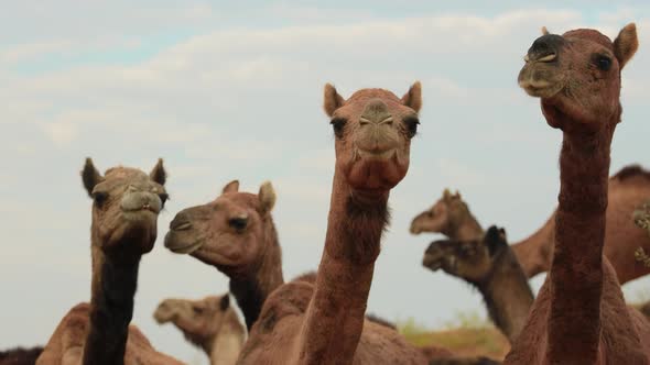 Camels at the Pushkar Fair Also Called the Pushkar Camel Fair or Locally As Kartik Mela alt