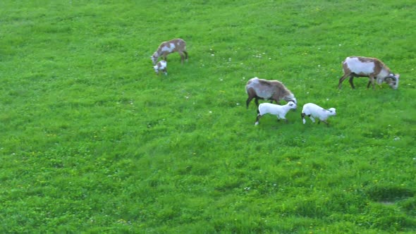 Sweet little baby sheeps playing around alt