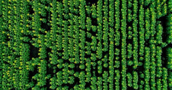 Scenic abstract agricultural fields. Aerial view
