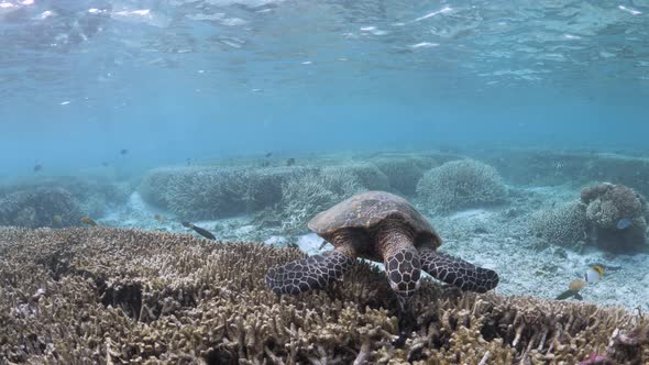A Hawksbill turtle crunches through a reef feeding on the Staghorn coral in the shallow waters of a alt