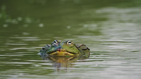 African Bullfrog Submerged On Tha Pond In Central Kalahari Game Reserve, Botswana. Selective Focus alt