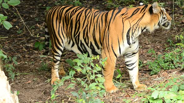 bengal tiger in a forest atmosphere alt