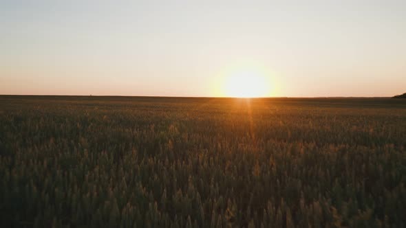 Aerial Cinematic Clip Sunset Weather Wheat Field Orange Light Drone Flight Low