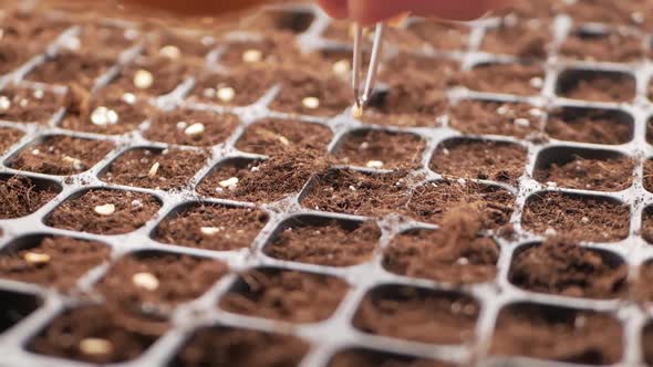 Woman Plants Seeds in Ground Cells Flower Pot on Windowsill