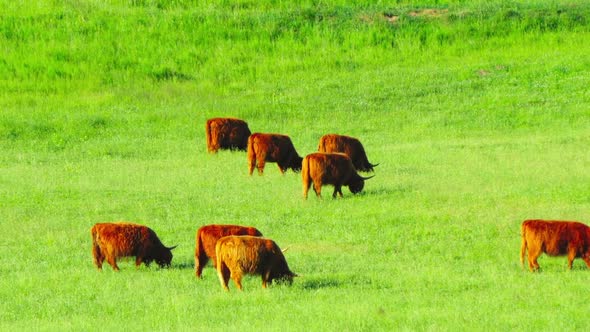 Red Scottish cows graze in the meadow alt