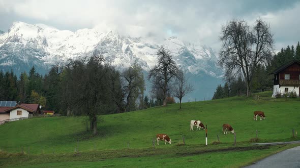 Cow Grazing in the Alps alt