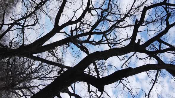 Vertical Video of the Forest with Trees Without Leaves alt