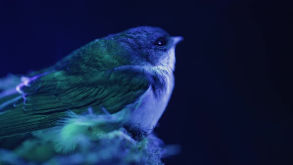 Barn Swallow  Hirundo Rustica Sitting in Mud Nest Bird Chick Under Blue Neon Light alt