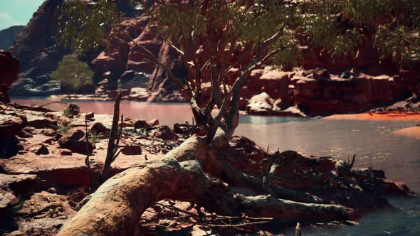 Trees Near Colorado River in Grand Canyon alt
