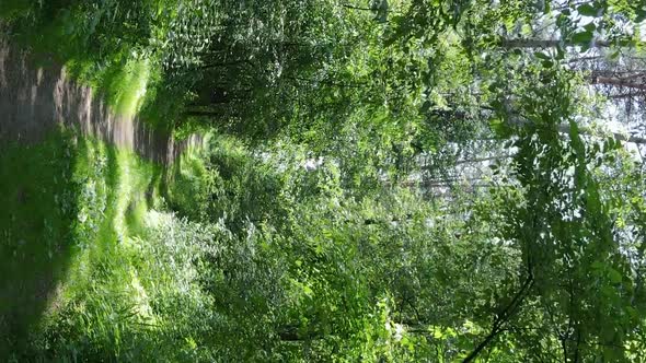 Vertical Video Aerial View Inside a Green Forest with Trees in Summer alt