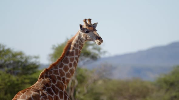 Giraffe (Giraffa Camelopardalis) in Kruger National Park South Africa alt
