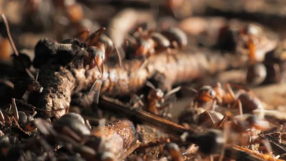 The Work and Life of Ants in an Anthill alt