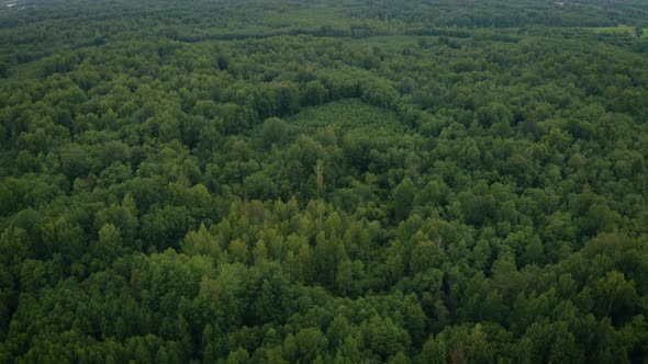 Aerial View of Deciduous Forest Natural Landscape