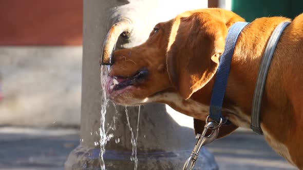 Funny Dog Drinking Water From The Fountain, Stock Footage | VideoHive