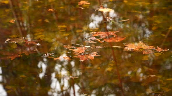 Yellow Autumn Leaves Floating in the Water
