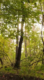 Vertical Video of Trees in the Forest in Autumn alt