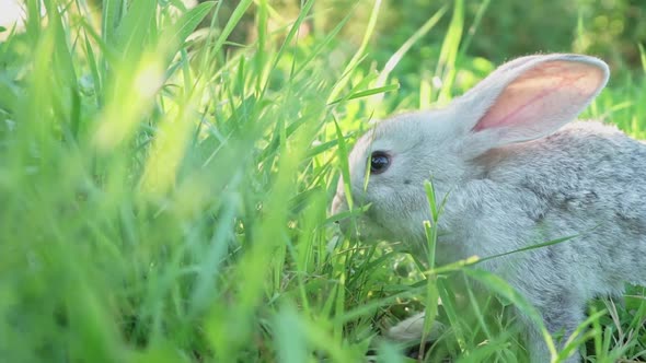 Cute Adorable Fluffy Gray Rabbit Grazing on Lawn of Green Young Grass Backyard alt