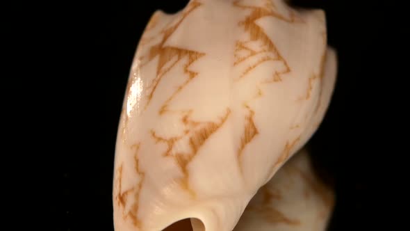 Marine Sea Shell Isolated on Black, Rotation, Reflection, Close Up alt
