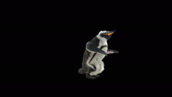 Penguin Dancing 4K alt