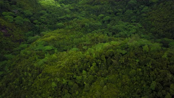 Descending in Lush Green Tropical Forest