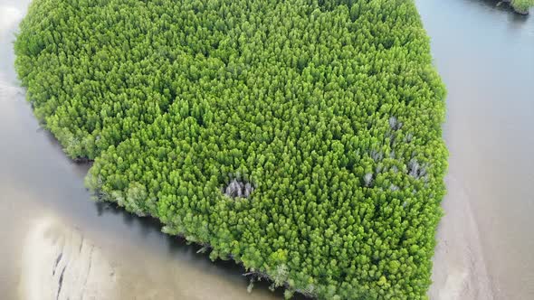 Aerial view of mangrove forest and the sea by drone