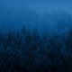 Mist Rolling Over Forest At Dawn - VideoHive Item for Sale