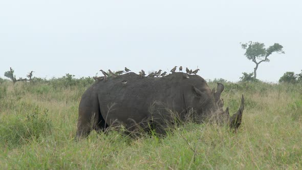 White Rhinoceros (Ceratotherium simum)  male grazing with a group of Wattled starlings on his back alt