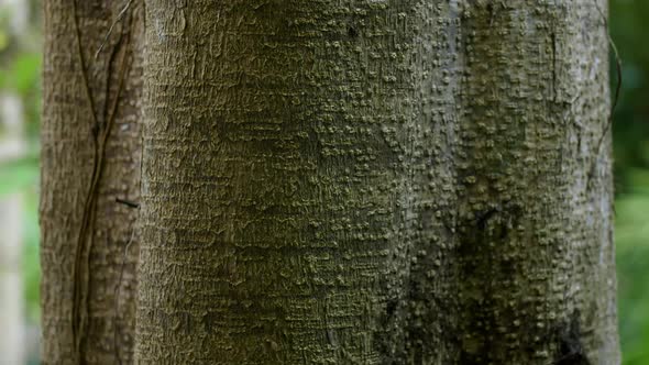 Bulging Tree Bark Texture with Light and Dark side alt
