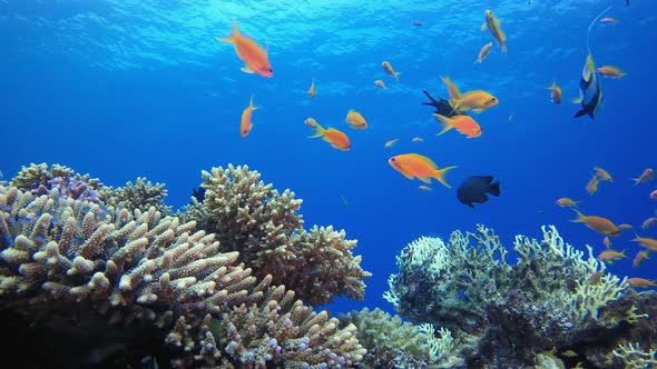 Tropical Underwater Reef alt