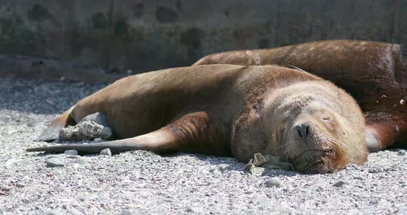 South American sea lions