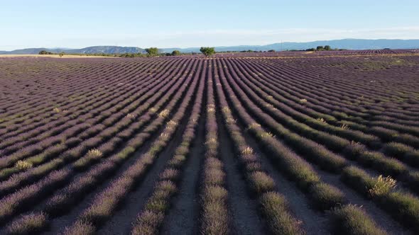 Lavender in Plateau de Valensole, France alt