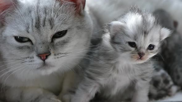 American shorthair cat hugging her kitten with love slow motion alt