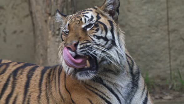 Sumatran tiger (Panthera tigris sumatrae)