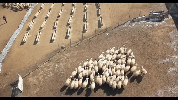 flock of sheep at plateau aerial view
