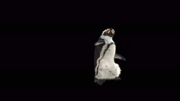 87 Penguin Samba Dancing 4K alt