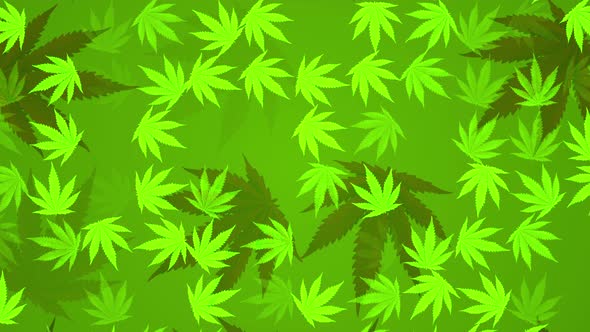 4k Cannabis Leafs. Looped background
